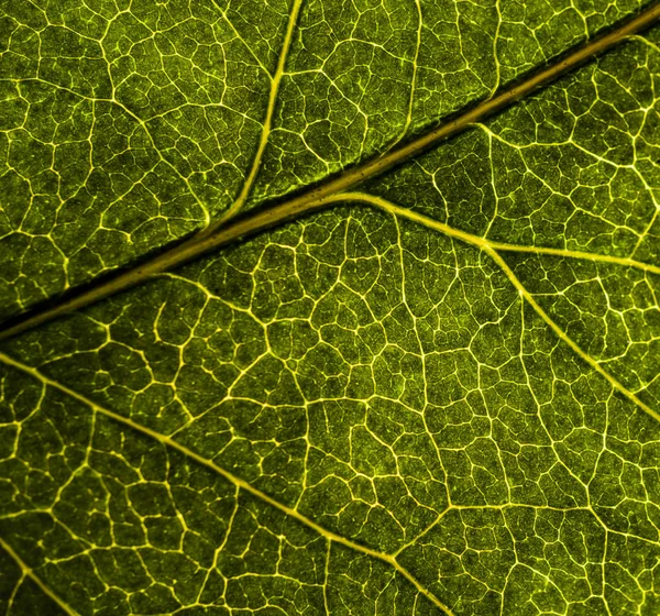 ภาพพื้นหลังของใบของต้นไม้ใกล้เคียง ใบสีเขียวของ — ภาพถ่ายสต็อก