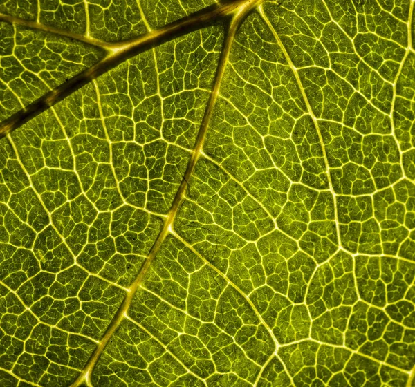 Obraz tła liści drzewa bliska. Zielony liść — Zdjęcie stockowe