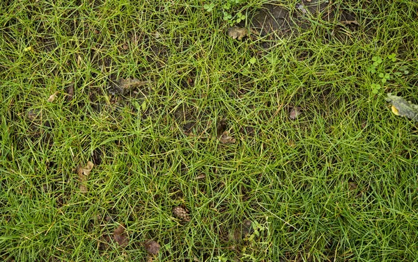 The texture of the green lawn. Background image of green fresh g — Stock Photo, Image