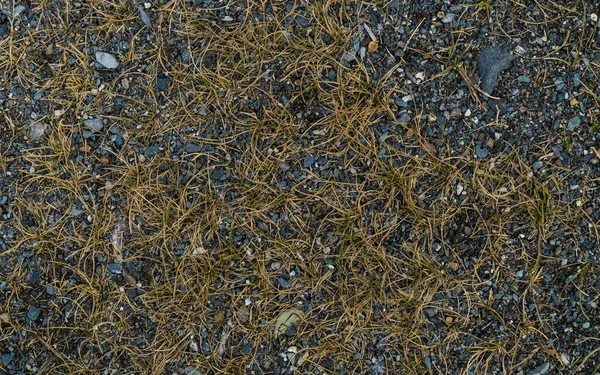 Textura de hierba seca. Imagen de fondo sin vida. Siberiano s — Foto de Stock