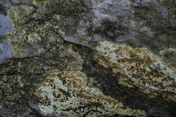 Textura de pedra molhada coberta com musgo. Imagem de fundo do macr — Fotografia de Stock