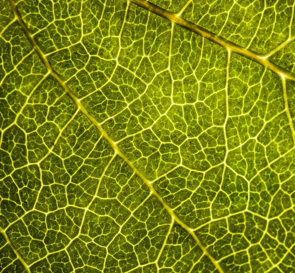 Imagem de fundo de uma folha de uma árvore fecham. Uma folha verde de um — Fotografia de Stock