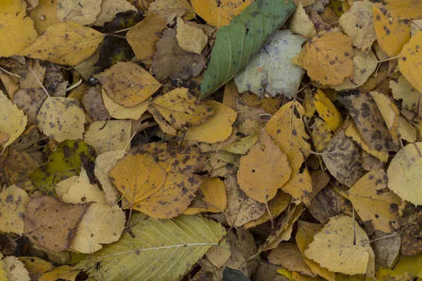 Графические ресурсы абстрактный текстурированный фон дорожки осенью — стоковое фото