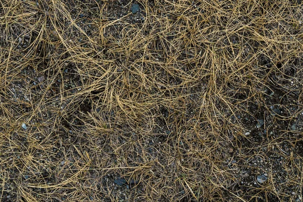 Texture of withered grass. Lifeless background image. Siberian s — Stock Photo, Image