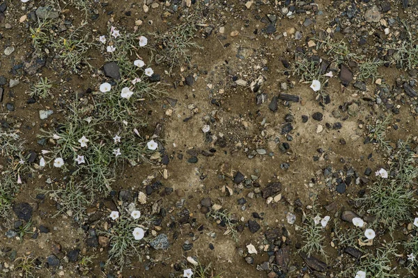 A textura de pedra fina no chão com grama e flores . — Fotografia de Stock