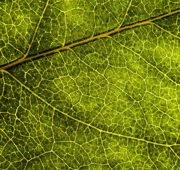 Image de fond d'une feuille d'un arbre gros plan. Une feuille verte d'un — Photo