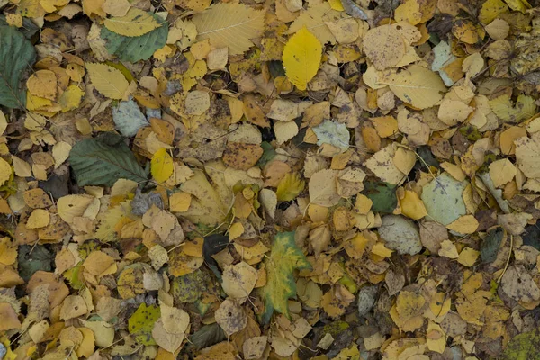 Графические ресурсы абстрактный текстурированный фон дорожки осенью — стоковое фото