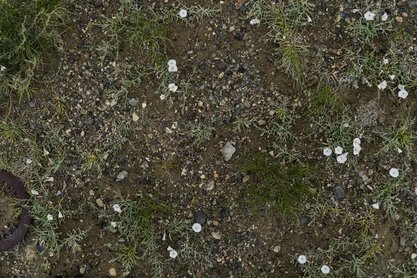 The texture of fine stone on the ground with grass and flowers.