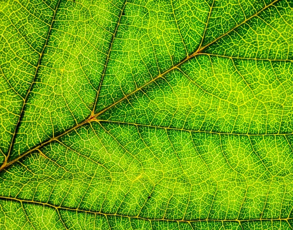 Imagem de fundo de uma folha de uma árvore fecham. Uma folha verde de um — Fotografia de Stock