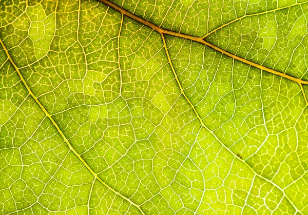 Background image of a leaf of a tree close up. A green leaf of a — Stock Photo, Image