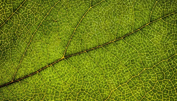 Imagem de fundo de uma folha de uma árvore fecham. Uma folha verde de um — Fotografia de Stock