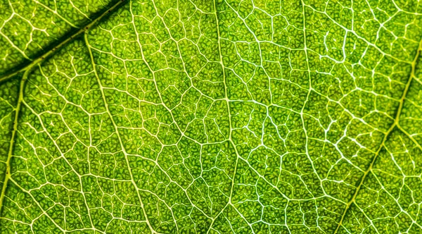 Imagem de fundo de uma folha de uma árvore fecham. Uma folha verde de um — Fotografia de Stock