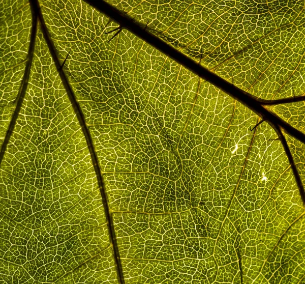 Imagem de fundo de uma folha de uma árvore fecham. Uma folha verde de um — Fotografia de Stock