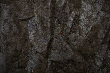 Yosun la kaplı ıslak taş dokusu. macr arka plan görüntüsü