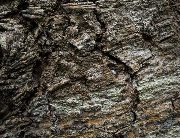 La textura de la corteza de un árbol. Imagen de fondo de macro pho —  Fotos de Stock