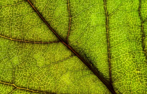 Image de fond d'une feuille d'un arbre gros plan. Une feuille verte d'un — Photo