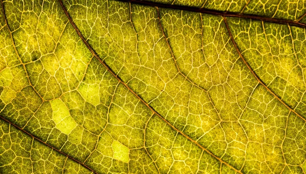 Image de fond d'une feuille d'un arbre gros plan. Une feuille verte d'un — Photo