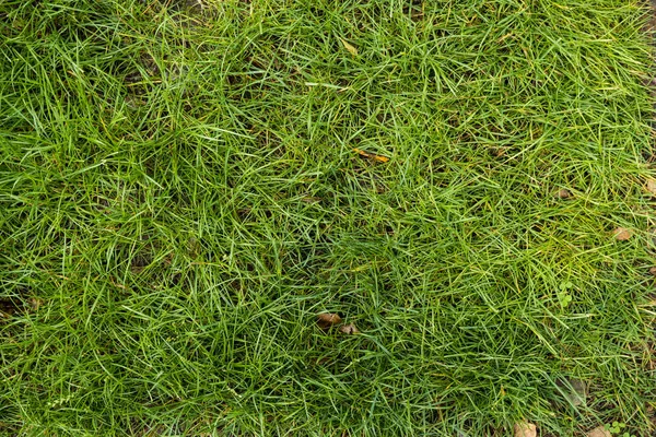 The texture of the green lawn. Background image of green fresh g