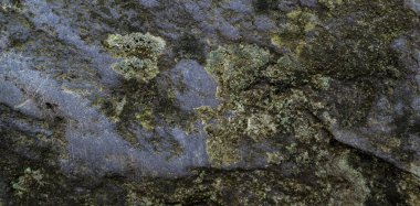Yosun la kaplı ıslak taş dokusu. macr arka plan görüntüsü