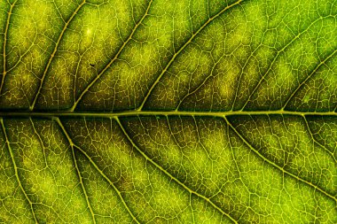 Bir ağacın bir yaprağının arka plan görüntüsü yakın. Yeşil bir yaprak