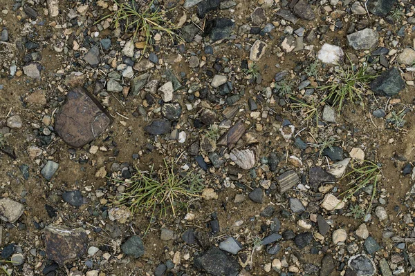 A textura de pedra fina no chão com grama e flores . — Fotografia de Stock