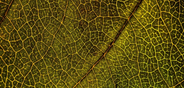 Imagem de fundo de uma folha de uma árvore fecham. Uma folha verde de um — Fotografia de Stock