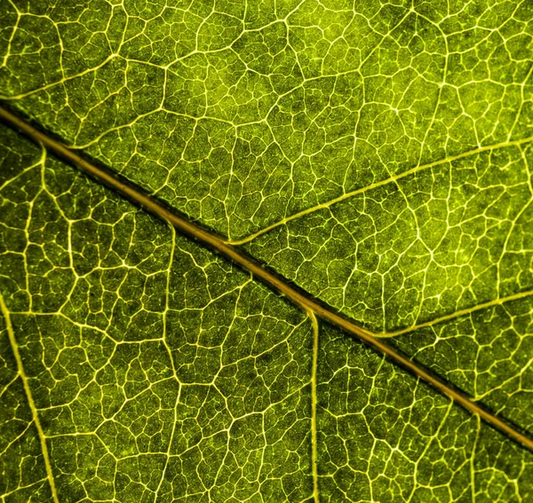 Imagem de fundo de uma folha de uma árvore fecham. Uma folha verde de um — Fotografia de Stock