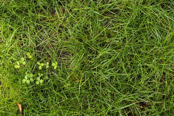 Tekstura zielonego trawnika. Obraz tła zielonego świeżego g — Zdjęcie stockowe