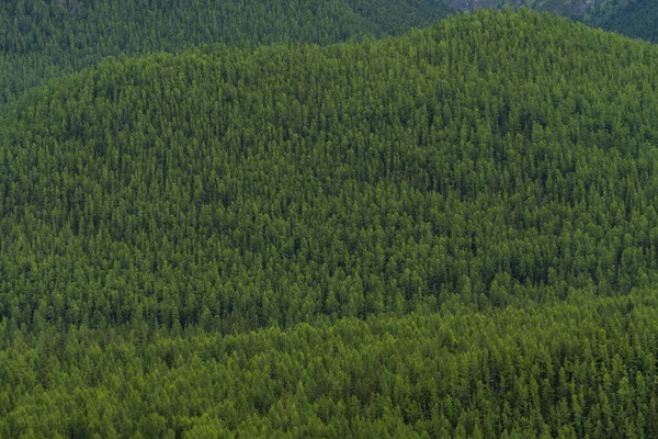 Bir dağ manzara arka plan görüntüsü. Rusya, Sibirya, Altay