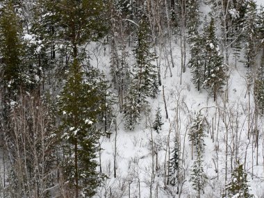 Landscape winter forest in the mountains