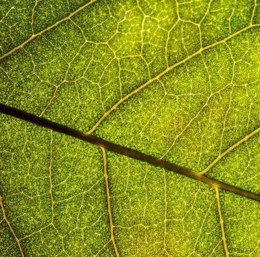 Bir ağacın bir yaprağının arka plan görüntüsü yakın. Yeşil bir yaprak