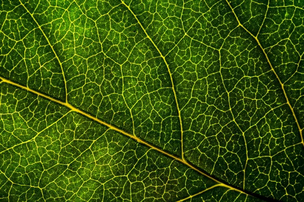 Imagem de fundo de uma folha de uma árvore fecham. Uma folha verde de um — Fotografia de Stock