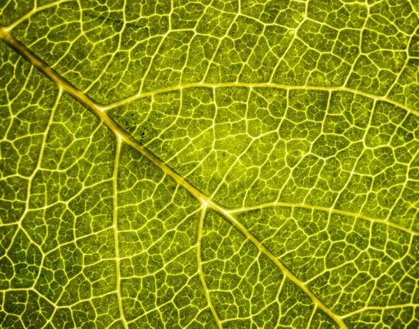 Background image of a leaf of a tree close up. A green leaf of a — Stock Photo, Image