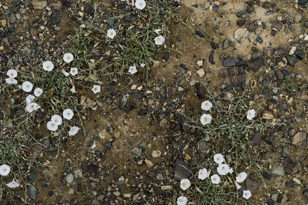 La texture de la pierre fine sur le sol avec de l'herbe et des fleurs . — Photo