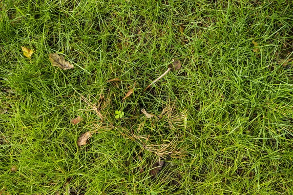 The texture of the green lawn. Background image of green fresh g — Stock Photo, Image