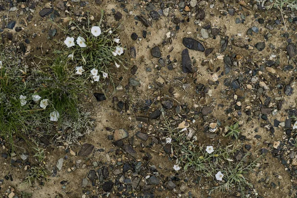 A textura de pedra fina no chão com grama e flores . — Fotografia de Stock