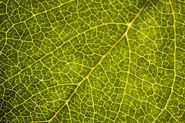 Background image of a leaf of a tree close up. A green leaf of a — Stock Photo, Image