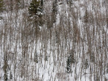 Landscape winter forest in the mountains