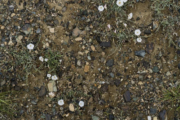 The texture of fine stone on the ground with grass and flowers.