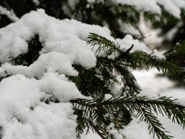 kar kaplı çam dalları