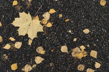 Asfaltta sonbahar yaprakları var. Asfalttaki sarı yaprakların arkaplan resmi. Bir parktaki sonbahar yürüyüşünün grafiksel kaynakları soyut desenli arka planı.