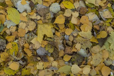 Sonbahar yapraklarının dokusu. Sarı yaprakların arkaplan resmi. Bir parkta zemindeki sonbahar yapraklarının soyut dokulu grafiksel kaynakları.