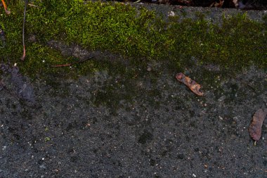 Zümrüt yosunlarla kaplı beton bir levhanın grafiksel kaynak arkaplan görüntüsü. Güçlendirilmiş beton ürünler. Yaprak benzeri yanal çıkıntıları ve kök benzeri çıkıntıları olan daimi yeşil bitki..