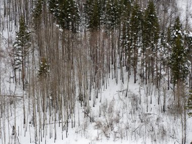 Landscape winter coniferous forest in the mountains. Cold snowy morning on a mountain cliff. Trees covered with snowdrifts. Russia, Siberia, Altai Territory, Belokurikha.