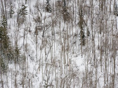 Landscape winter coniferous forest in the mountains. Cold snowy morning on a mountain cliff. Trees covered with snowdrifts. Russia, Siberia, Altai Territory, Belokurikha.