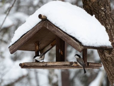Wooden home-made bird feeder covered in snow. A house for wild birds where you can eat grain. Hungry birds eat in a natural feeder in a cold snow-covered forest.