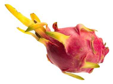 Graphic resources isolated object of the cactus Hylocereus, Stenocereus fruit pitaya. Common name for these fruits is dragon fruit. Pulp is eaten raw has a sweet taste and low calorie content