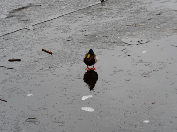 凍った湖の上に雄と雌の野生のアヒルのグラフィックリソースイメージ アヒルの家族の鳥の代表 鳥は中くらいの大きさで 首は比較的短く 前足と羽毛があります — ストック写真