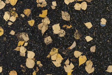 Asfaltta sonbahar yaprakları var. Asfalttaki sarı yaprakların arkaplan resmi. Bir parktaki sonbahar yürüyüşünün grafiksel kaynakları soyut desenli arka planı.