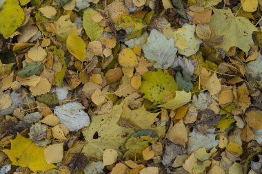 Sonbahar yapraklarının dokusu. Sarı yaprakların arkaplan resmi. Bir parkta zemindeki sonbahar yapraklarının soyut dokulu grafiksel kaynakları.